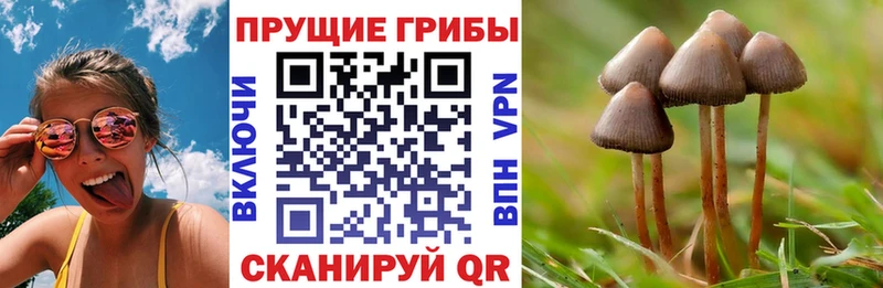 Купить закладки  Можга  Псилоцибиновые грибы Psilocybine cubensis 